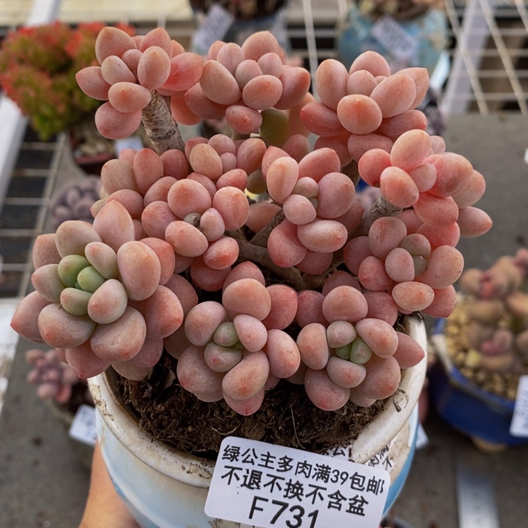 鱼子酱731/10c m多肉
