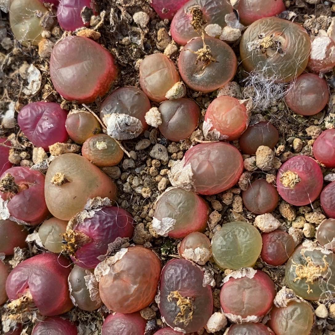 冰魄杂吕红一颗一颗