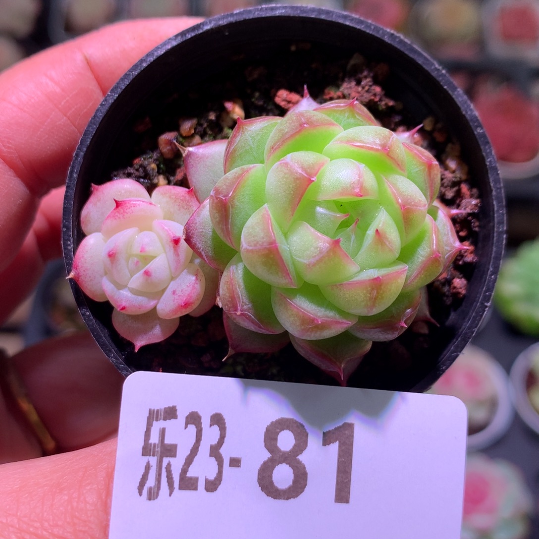 乐然23-81 新品 不包整