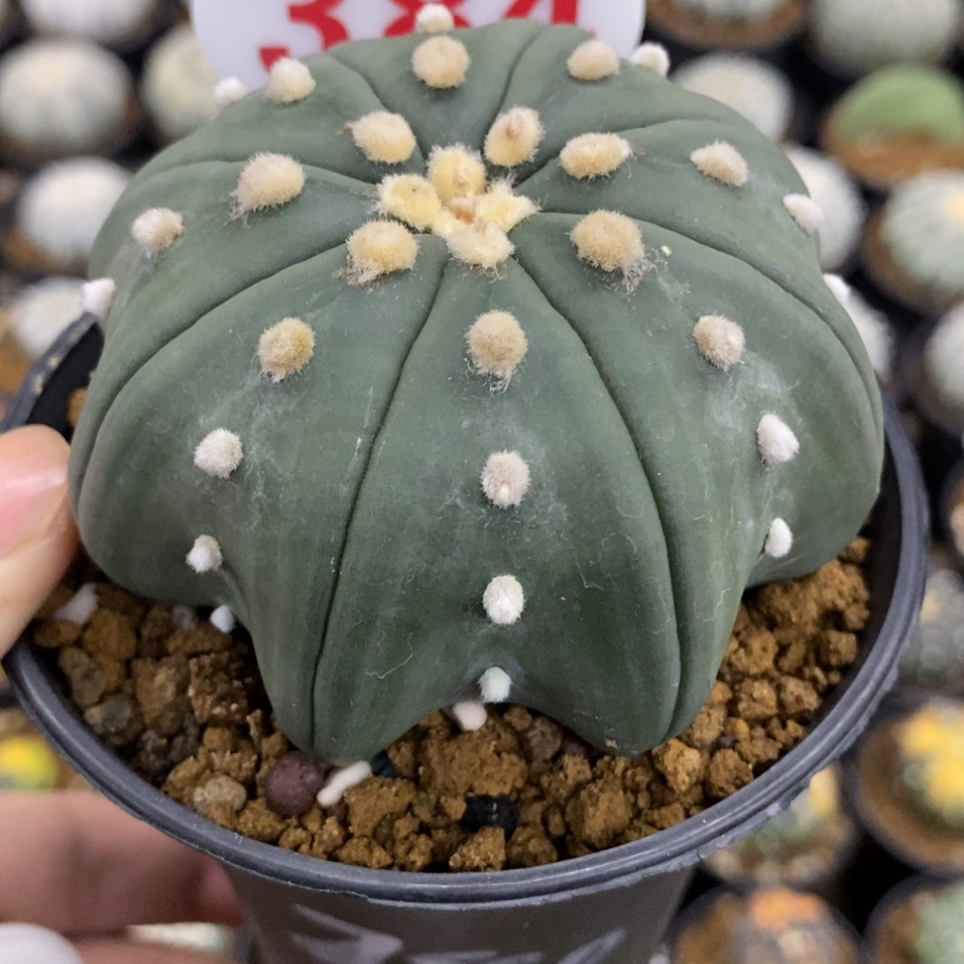 384大绒琉璃指纹海星兜