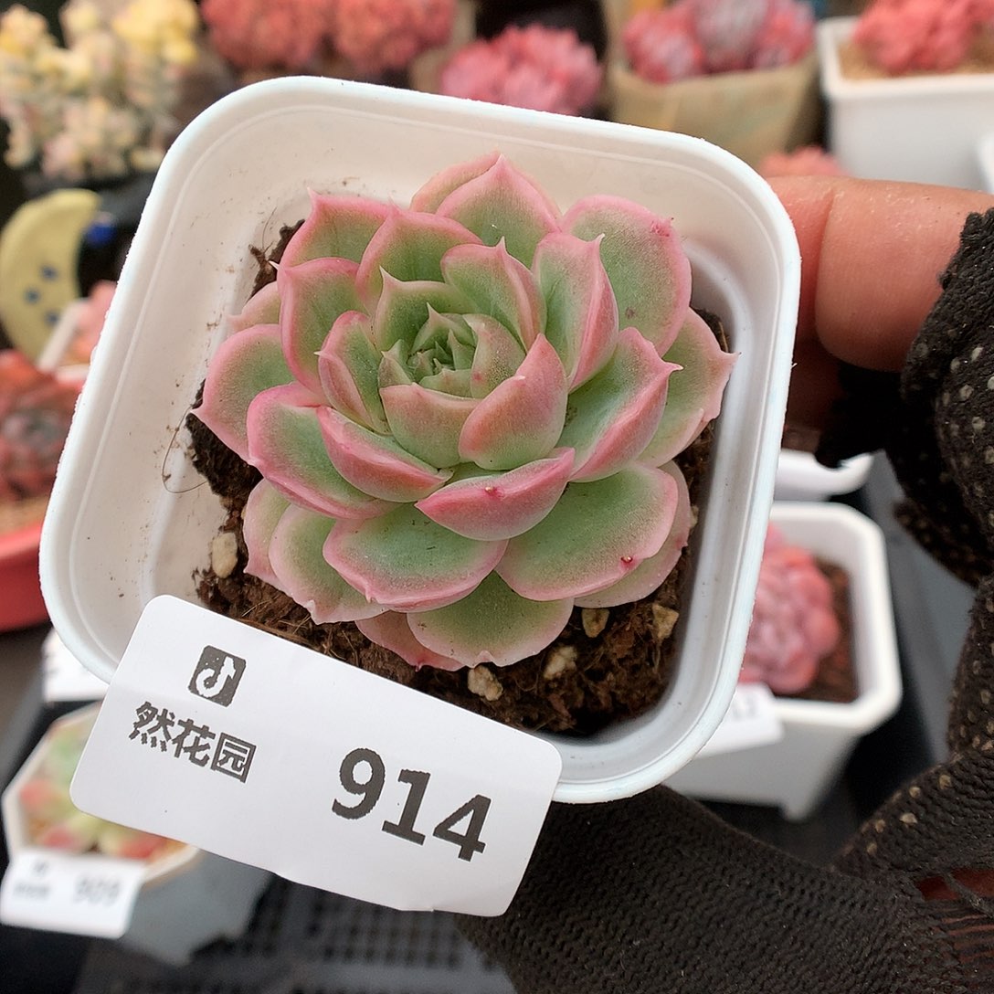 914虾饺多肉植物63636