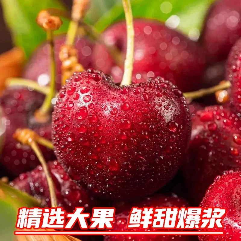 【现货现发】智利车厘子海运拉宾斯2J 五斤原盒