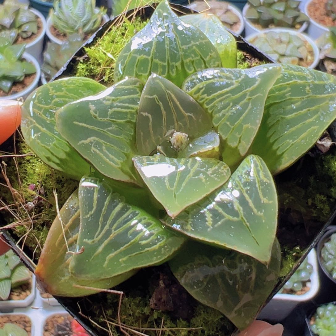 康克寿多肉多肉多肉一颗