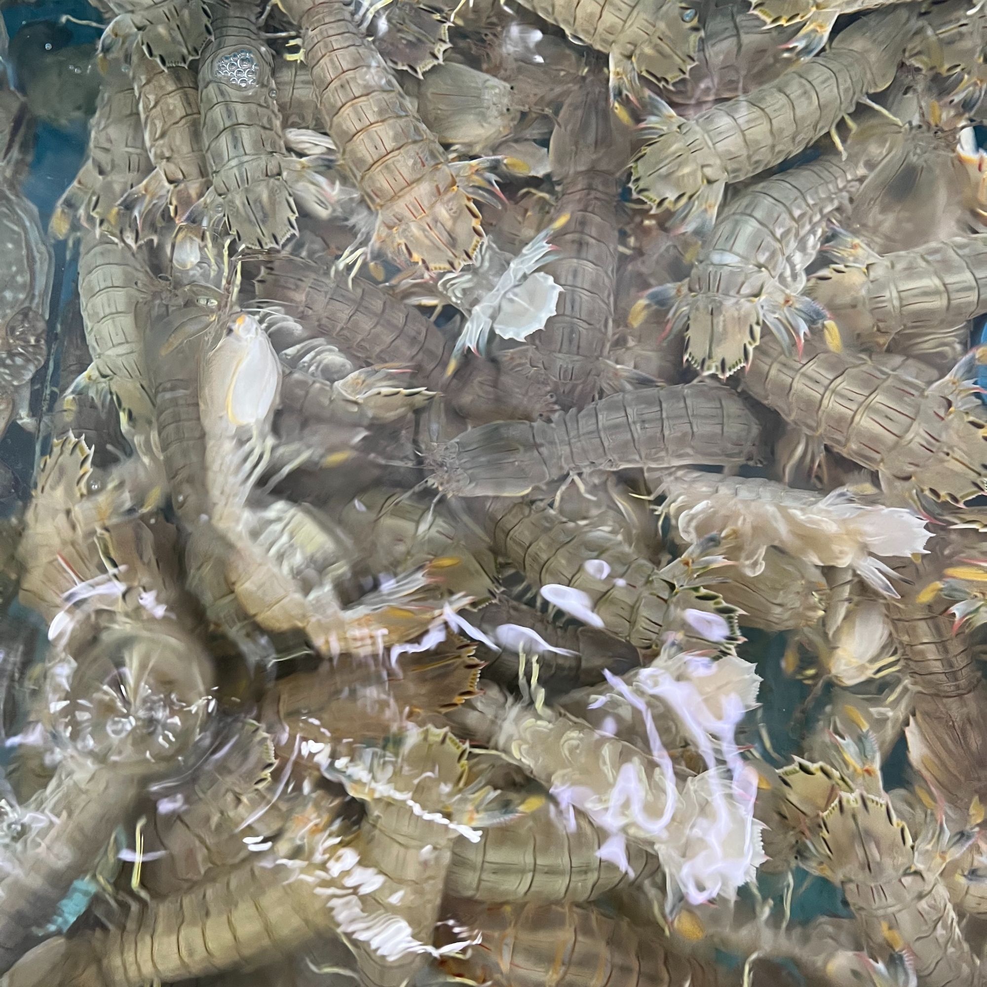 东港野生青皮皮虾2斤装【保鲜不保活】