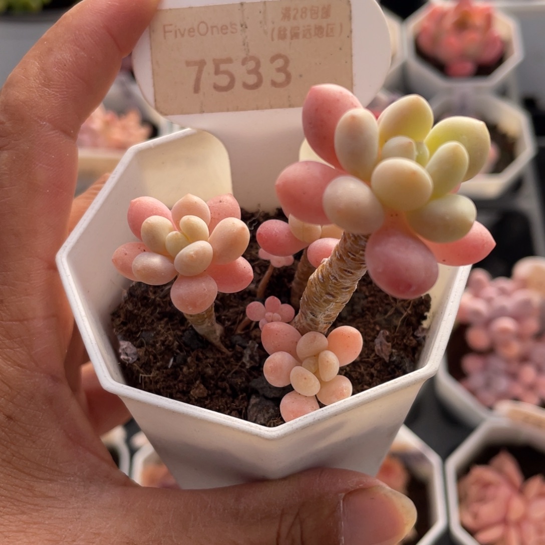 洛可可7533-5.0厘米