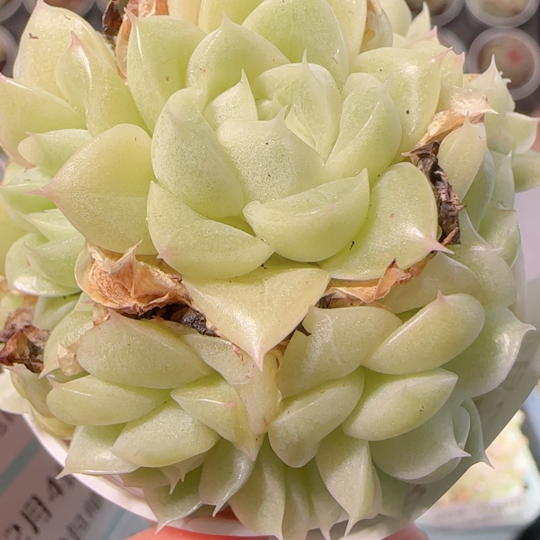 花语多肉1204-208珠光