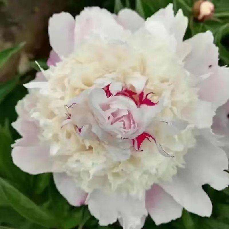 【胭脂点玉】芍药花苗，耐寒耐旱。送肥料