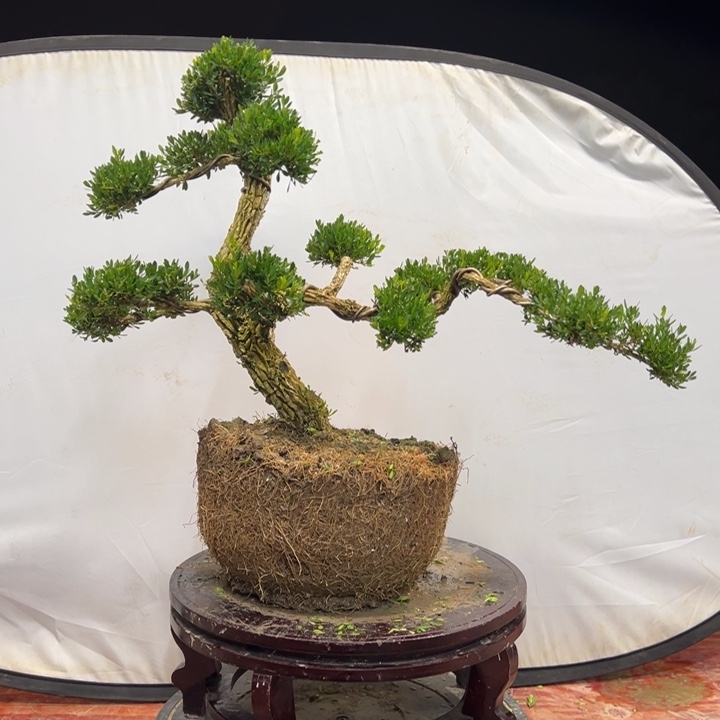 无花朵广东皱皮雀舌黄杨