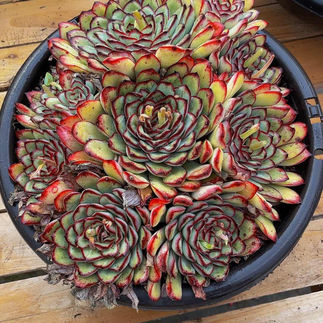 墨西哥灵隐多肉植物群2276