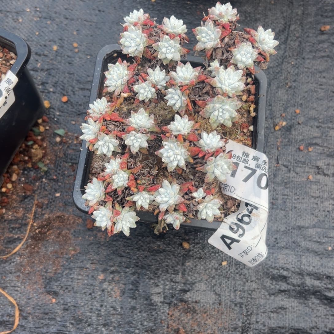 蔡***蔡谢谢宝～一物一拍964