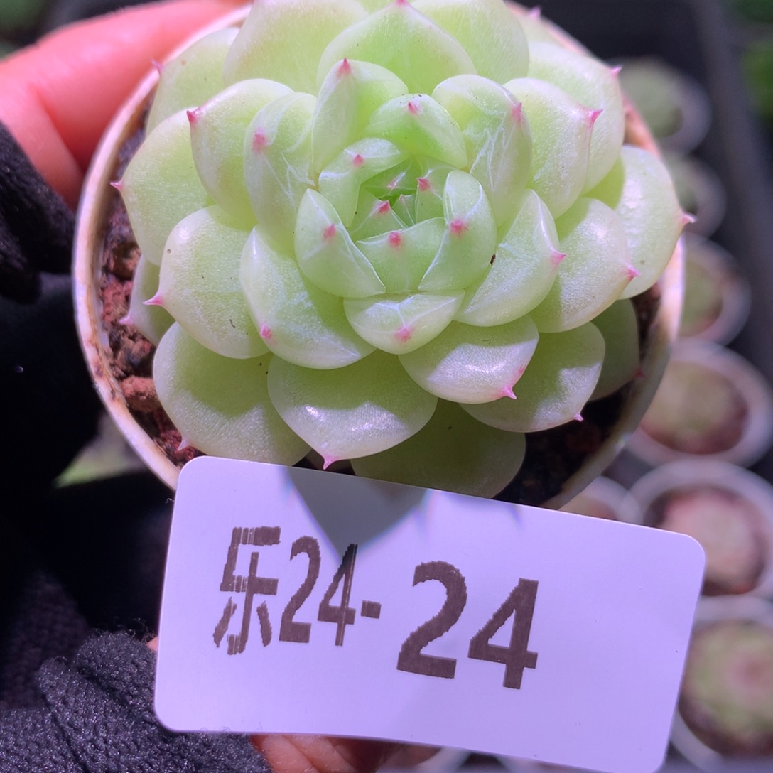 乐然24-24 新品单头 