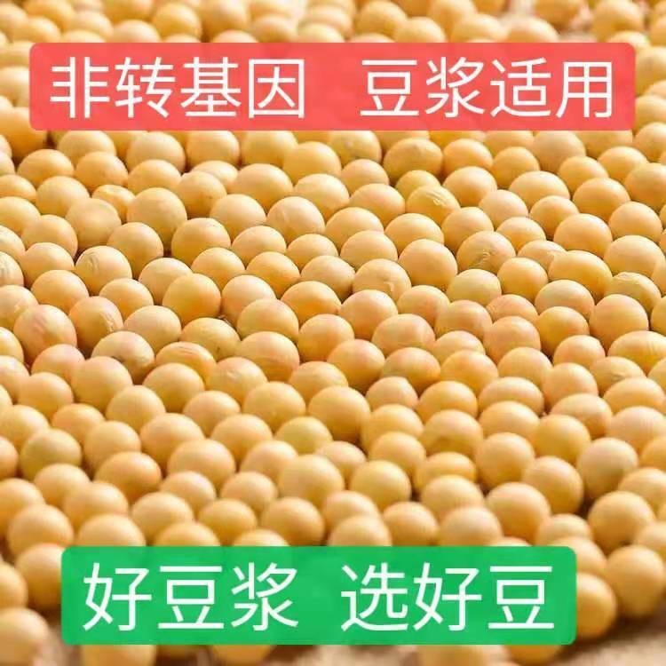 东北新黄豆打豆浆做豆腐豆皮专用
