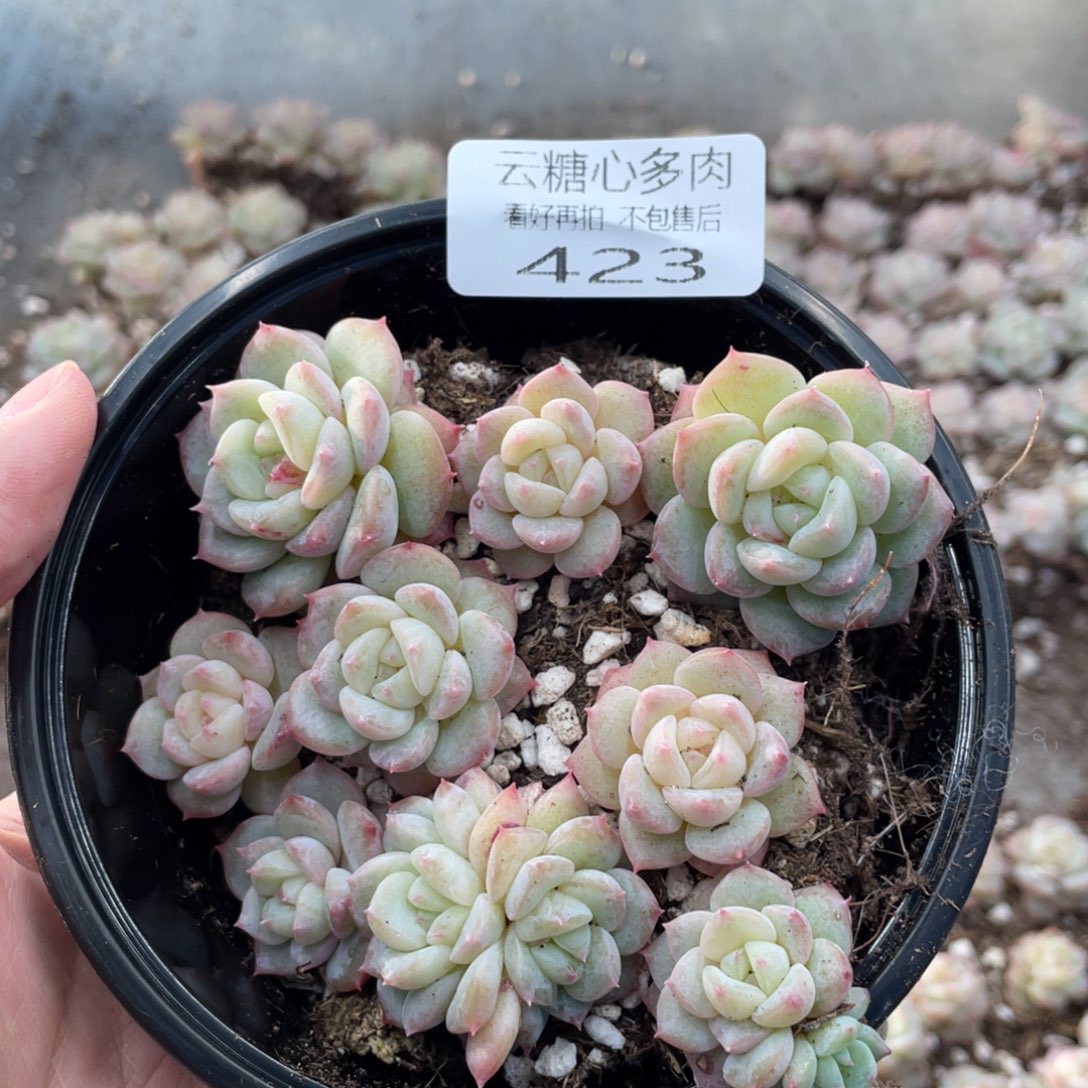 云糖心多肉植物423