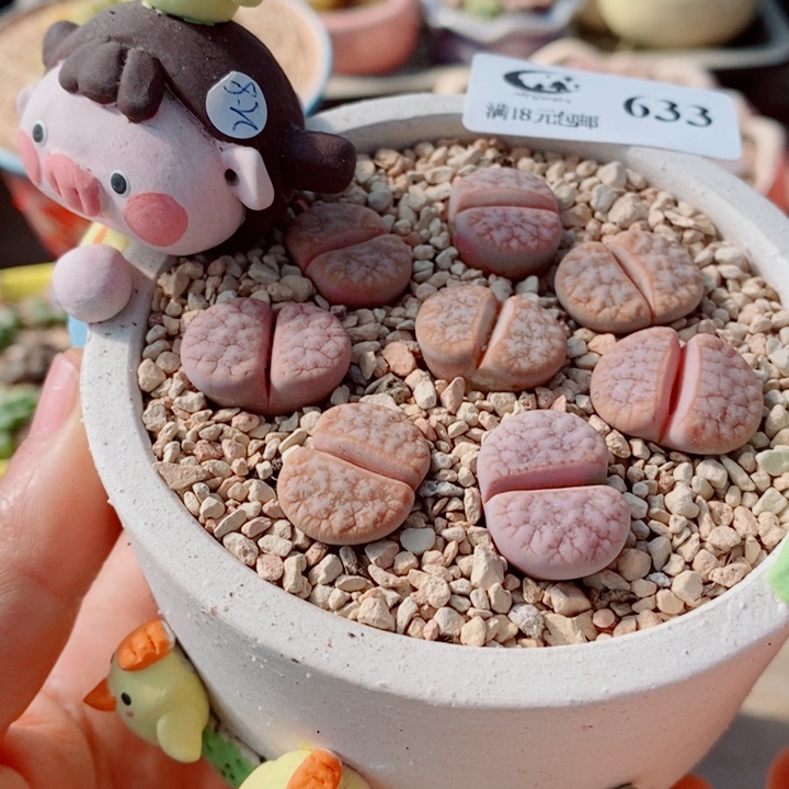 生石花花花花花花633