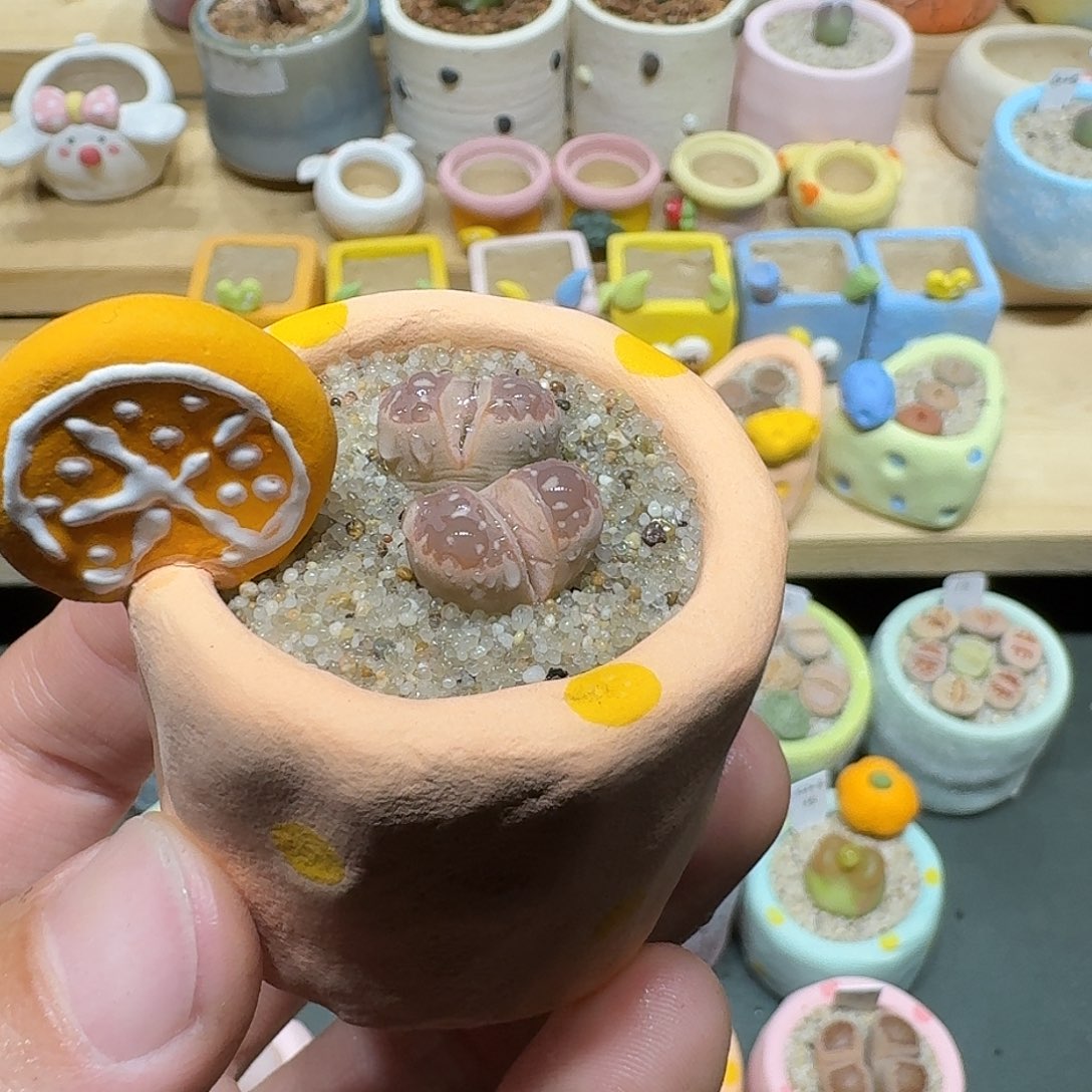 红陶蘑菇723橄榄