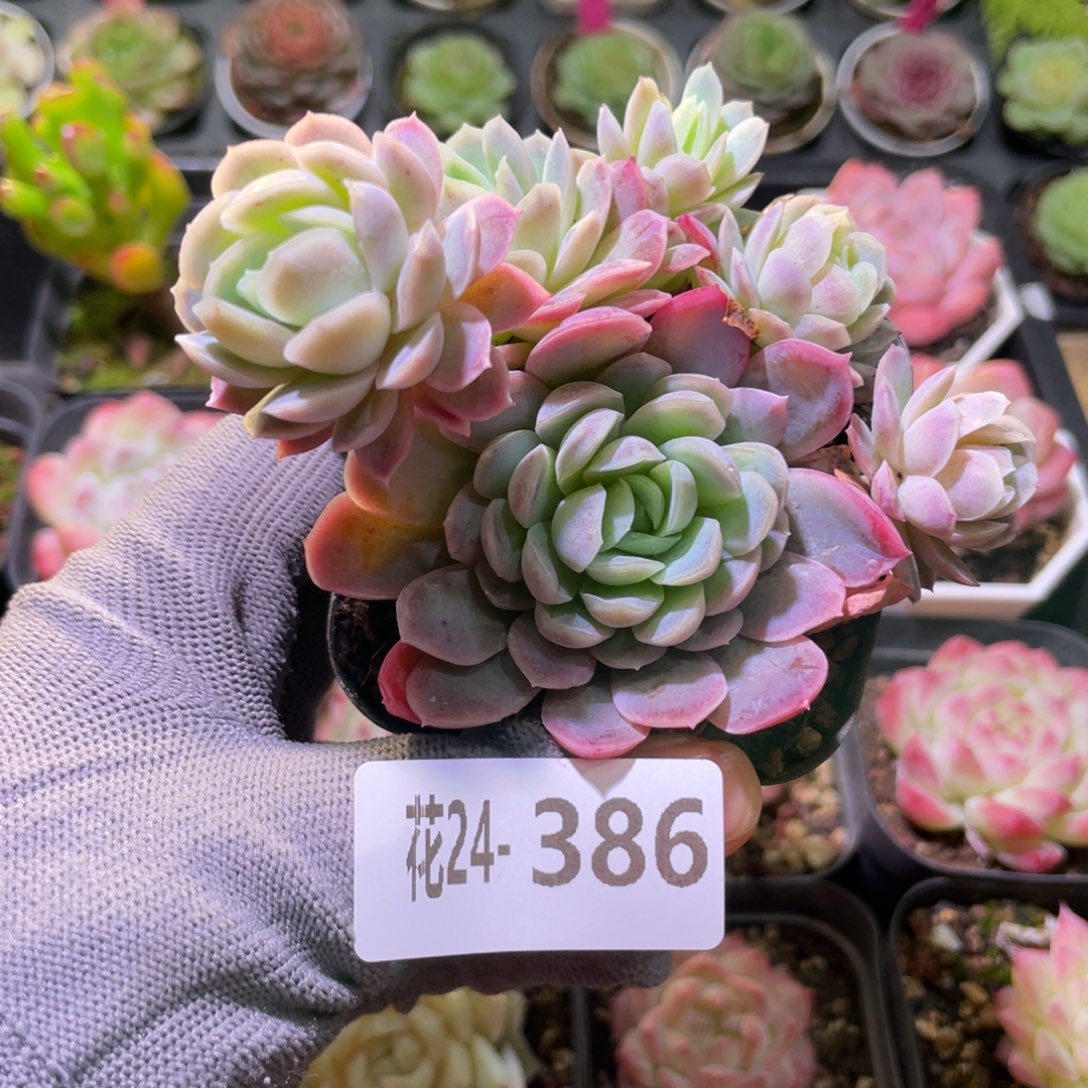 花利美24-386冰梅