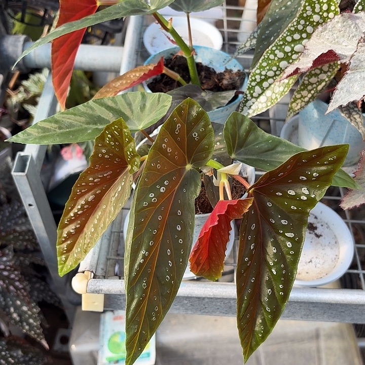 完全开放南坞城秋海棠