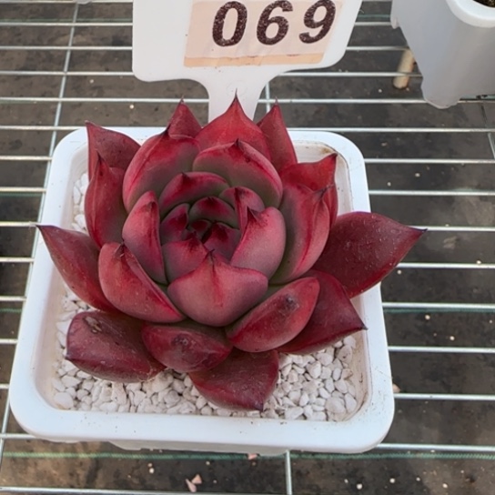 69阿姆斯壮一物一拍多肉