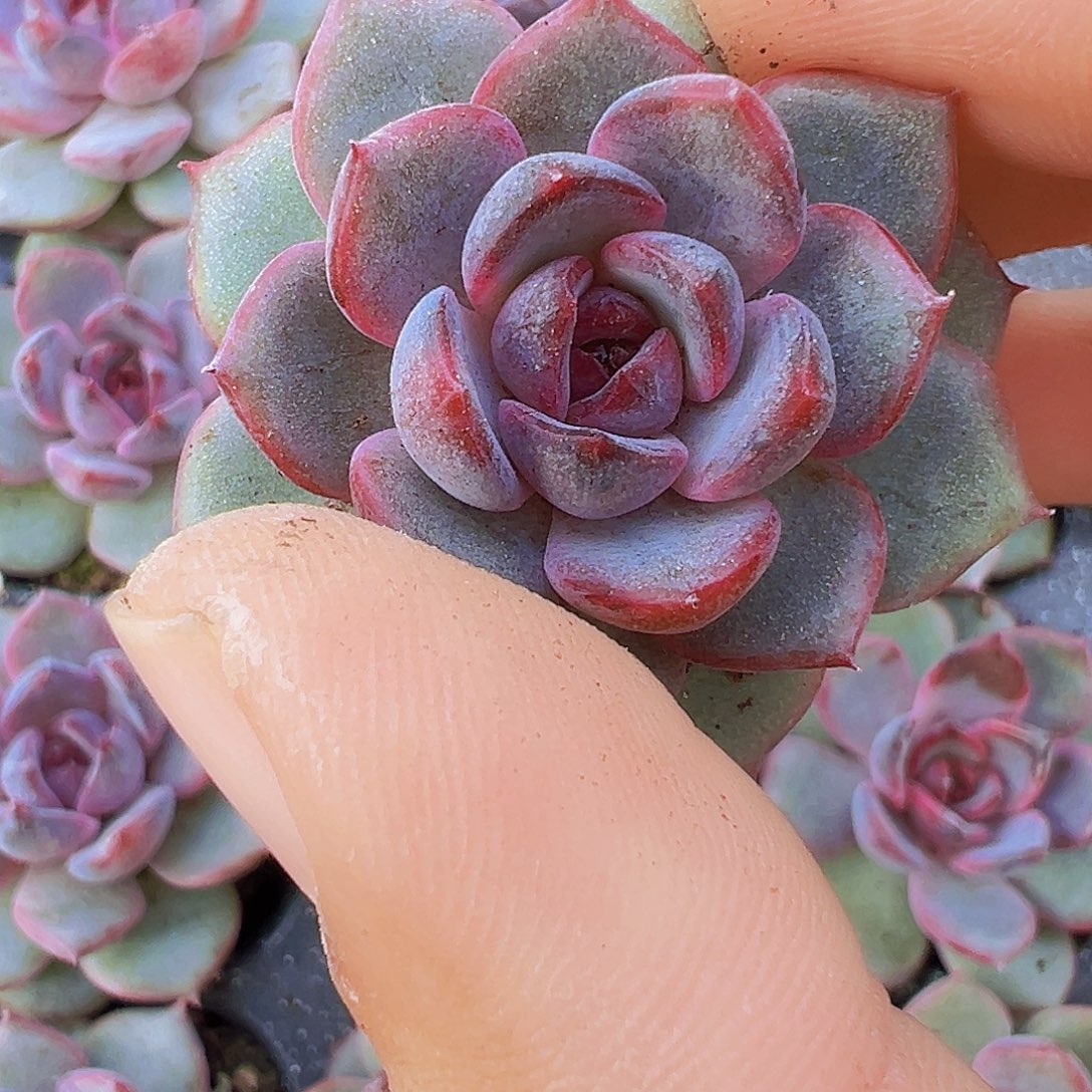 蓝莓苗3颗多肉植物