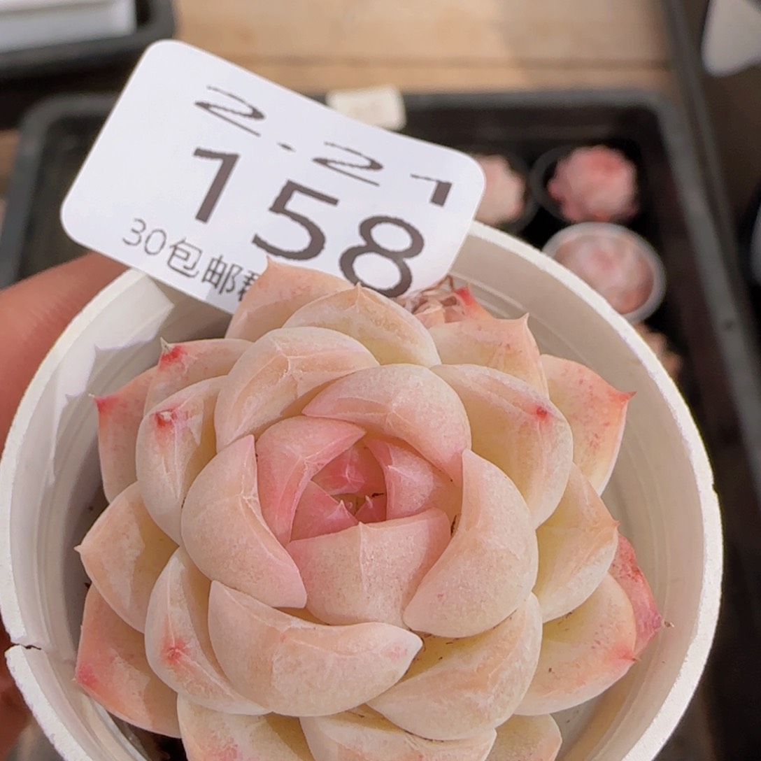 白桃汽水单头一颗