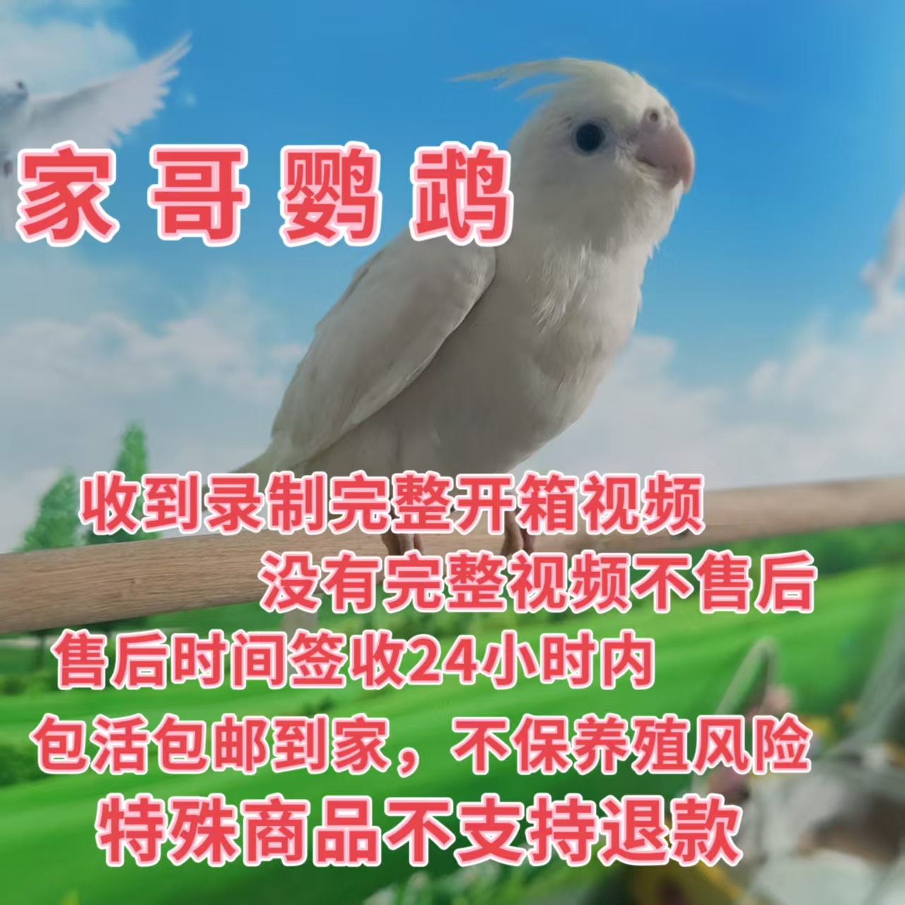 玄凤鹦鹉专拍看详细