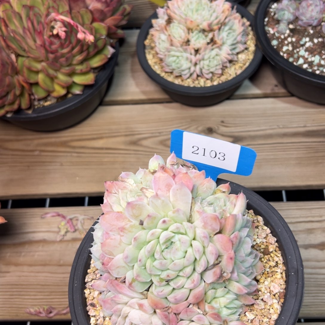 暖*2103肉多哦度多么