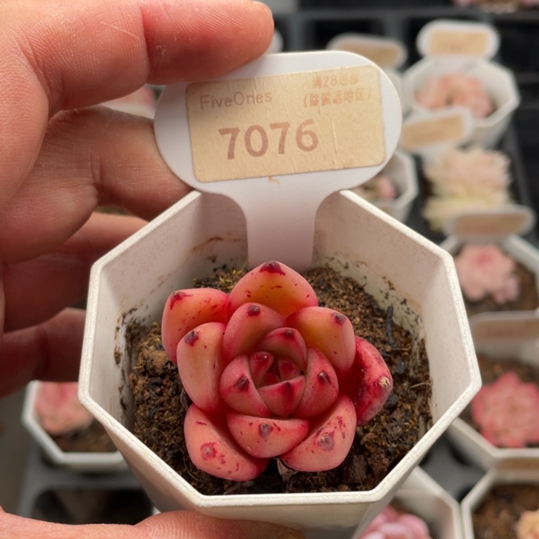 血罗7076-4.0厘米