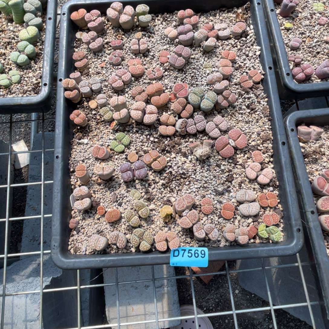 雯***啊7569筐福利不售后