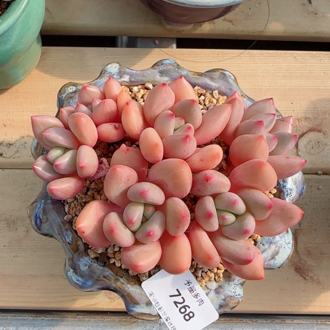 桃花源无砍，7268多肉植物