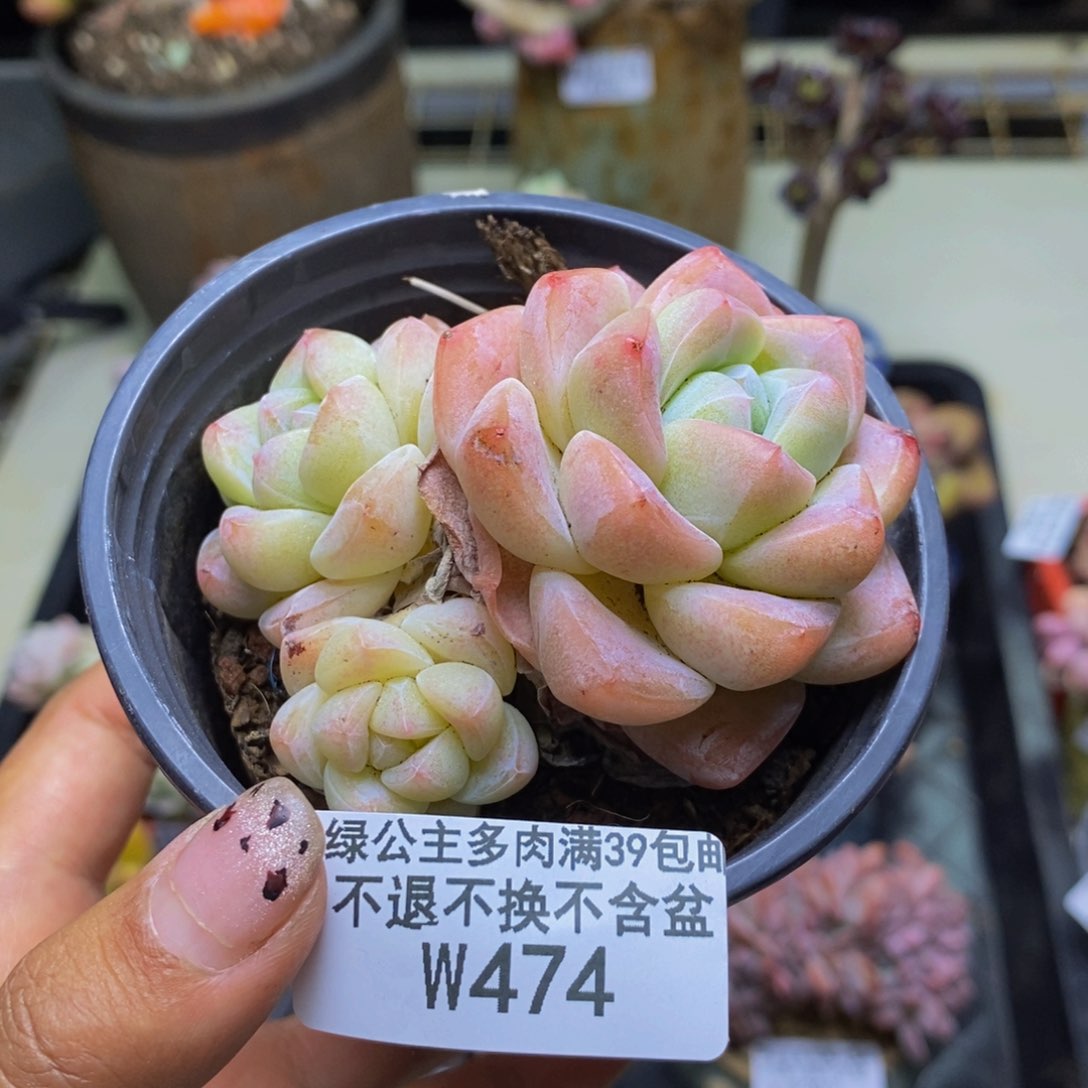 474奶油冰玉多肉不包整