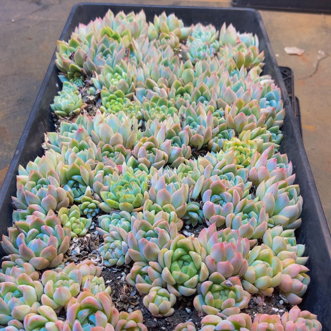 315的人了吧哈哈哈哈哈哈哈哈哈我