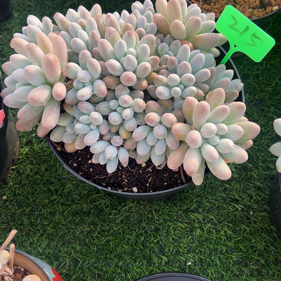 汤圆大平头多肉植物