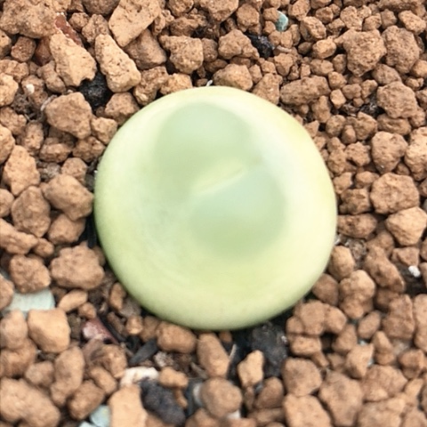 多肉肉锥 1.9Cm 日系拉登
