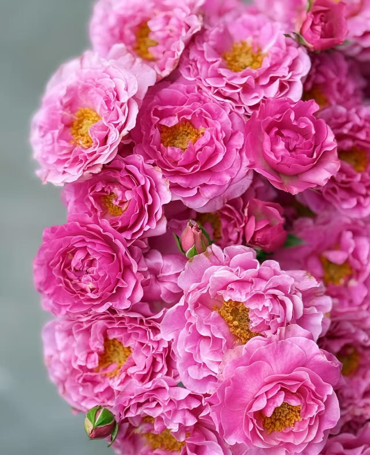 三岁花集--基地多头玫瑰莓莓软唐（一单顺丰冷链包邮）