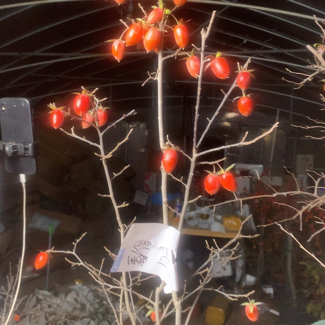 完全开放老鸦的眼睛　