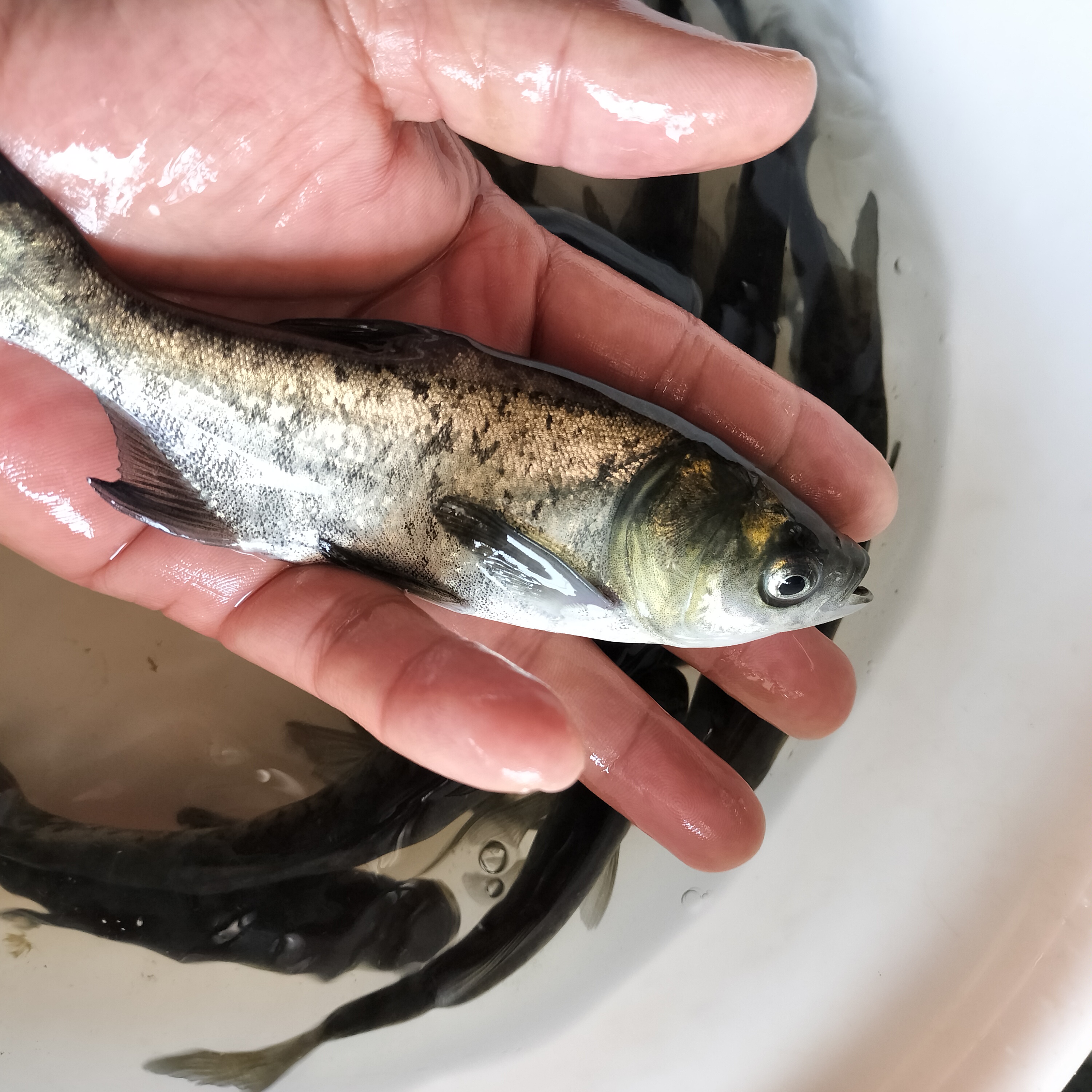 花鲢 大头鱼  鳙鱼 鲢鳙 宠物活体观赏鱼 淡水鱼 包邮发货