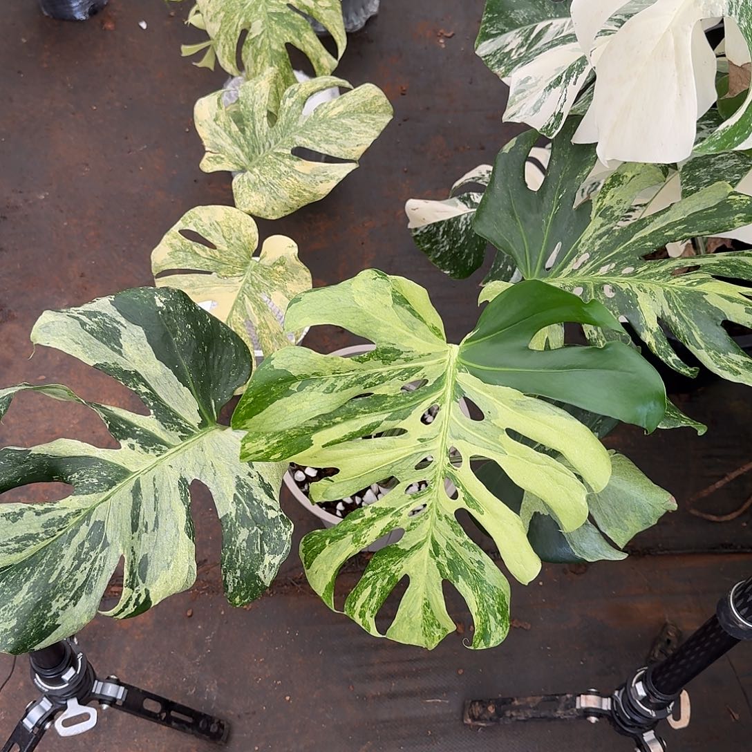 无花朵海洋薄荷四叶顶芽