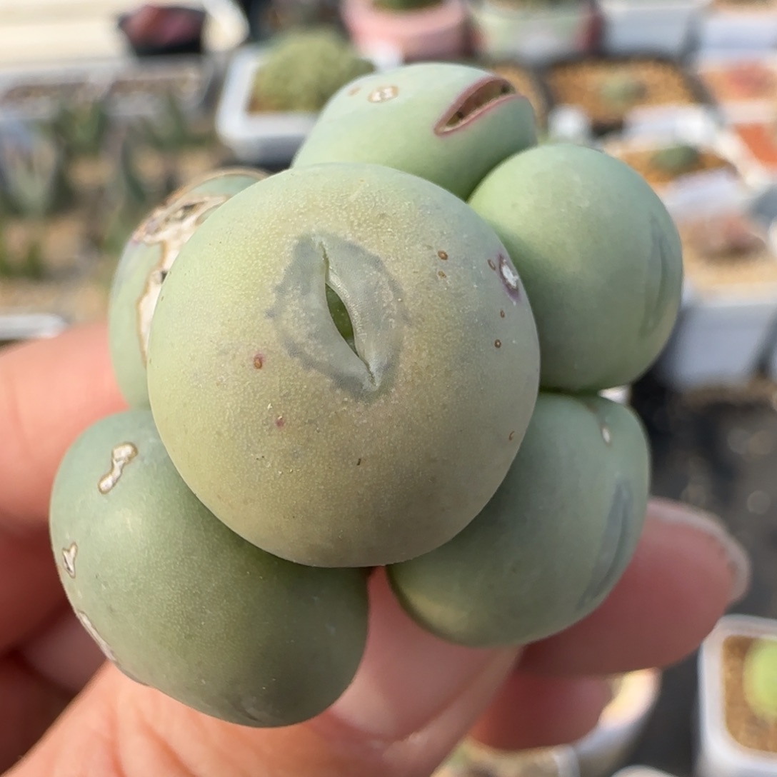 1.28多肉新年大福53号