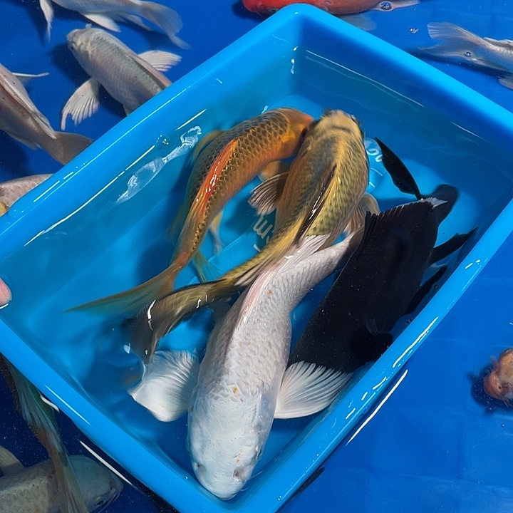 观赏鱼，精品蝴蝶鲤