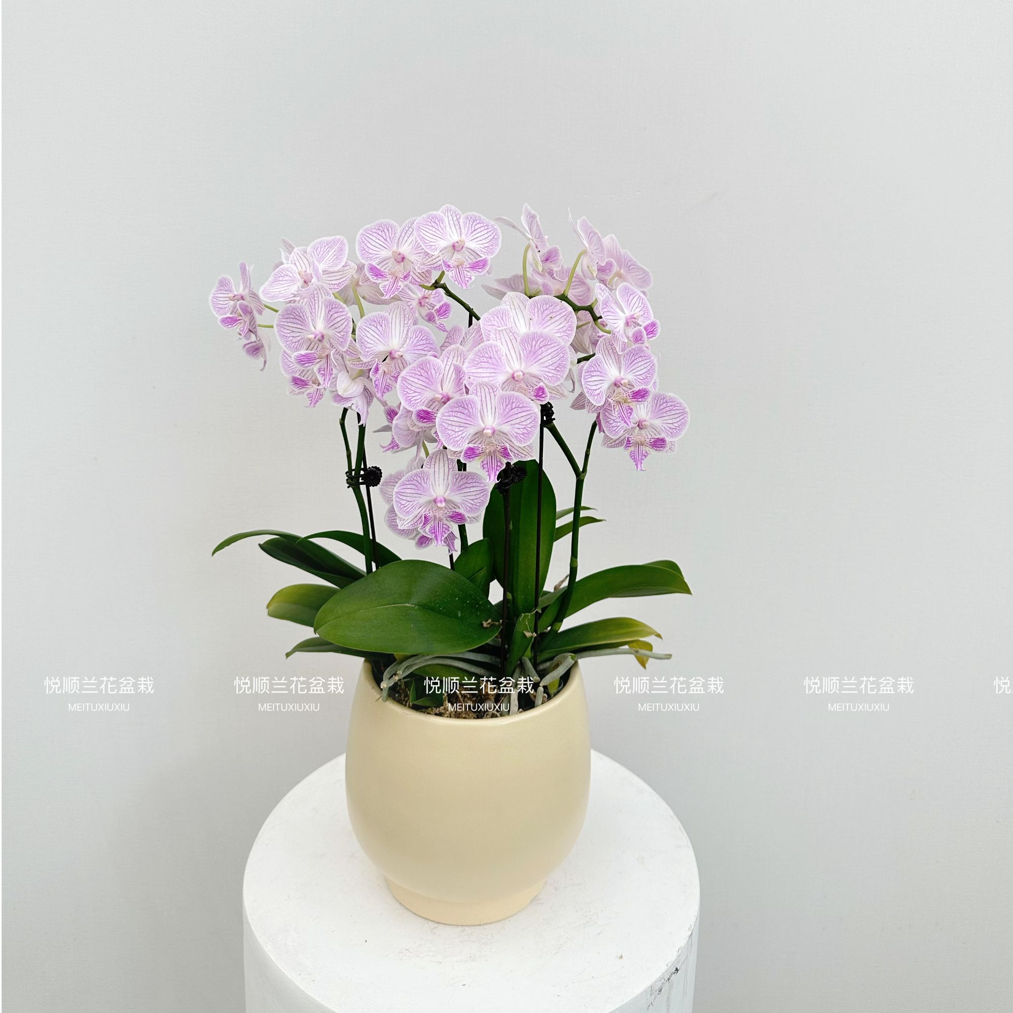 20770 蝴蝶兰 水蜜桃  叶片自然开裂直播1