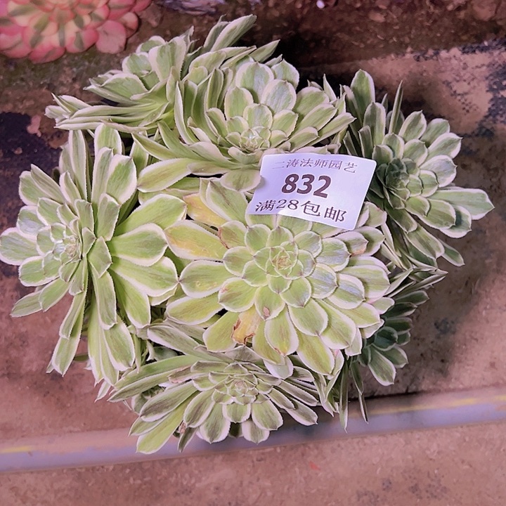 832碧浪多肉植物老桩