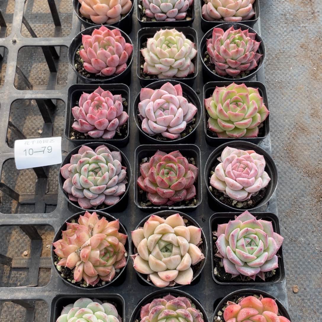 一物一拍18棵10-79