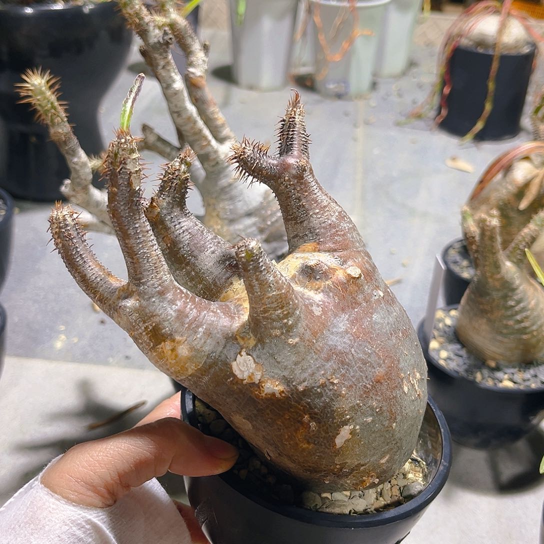 红皮躺宫8.5公分熟桩