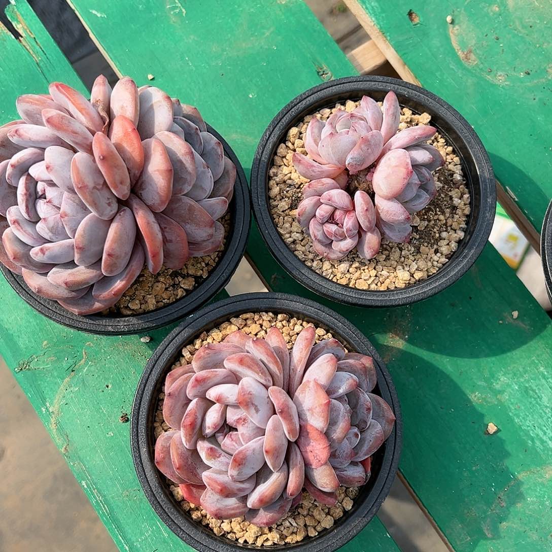 三颗xhfjghghvbcvdgfggggg