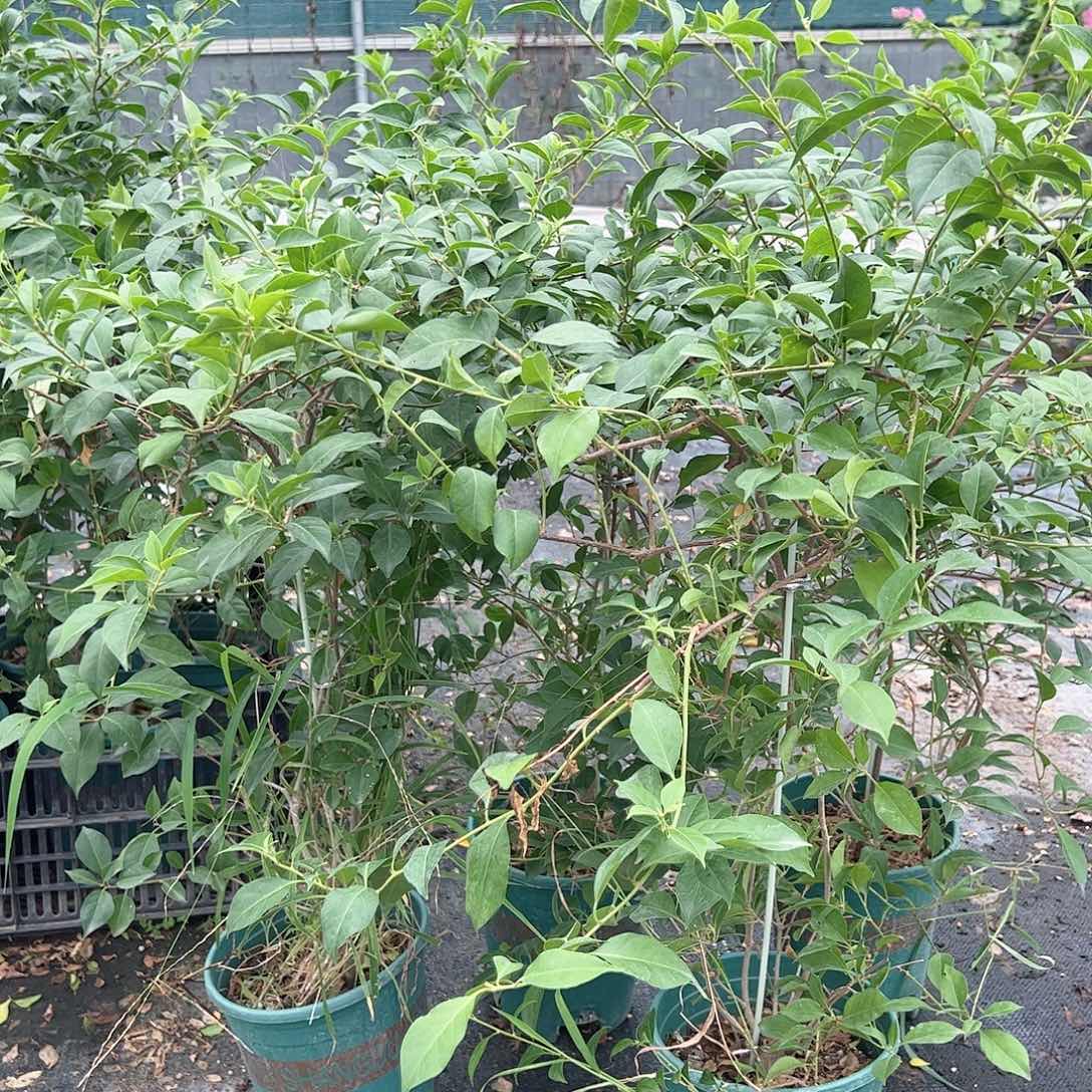 大部分开放少量花苞柳叶苹果花一棵