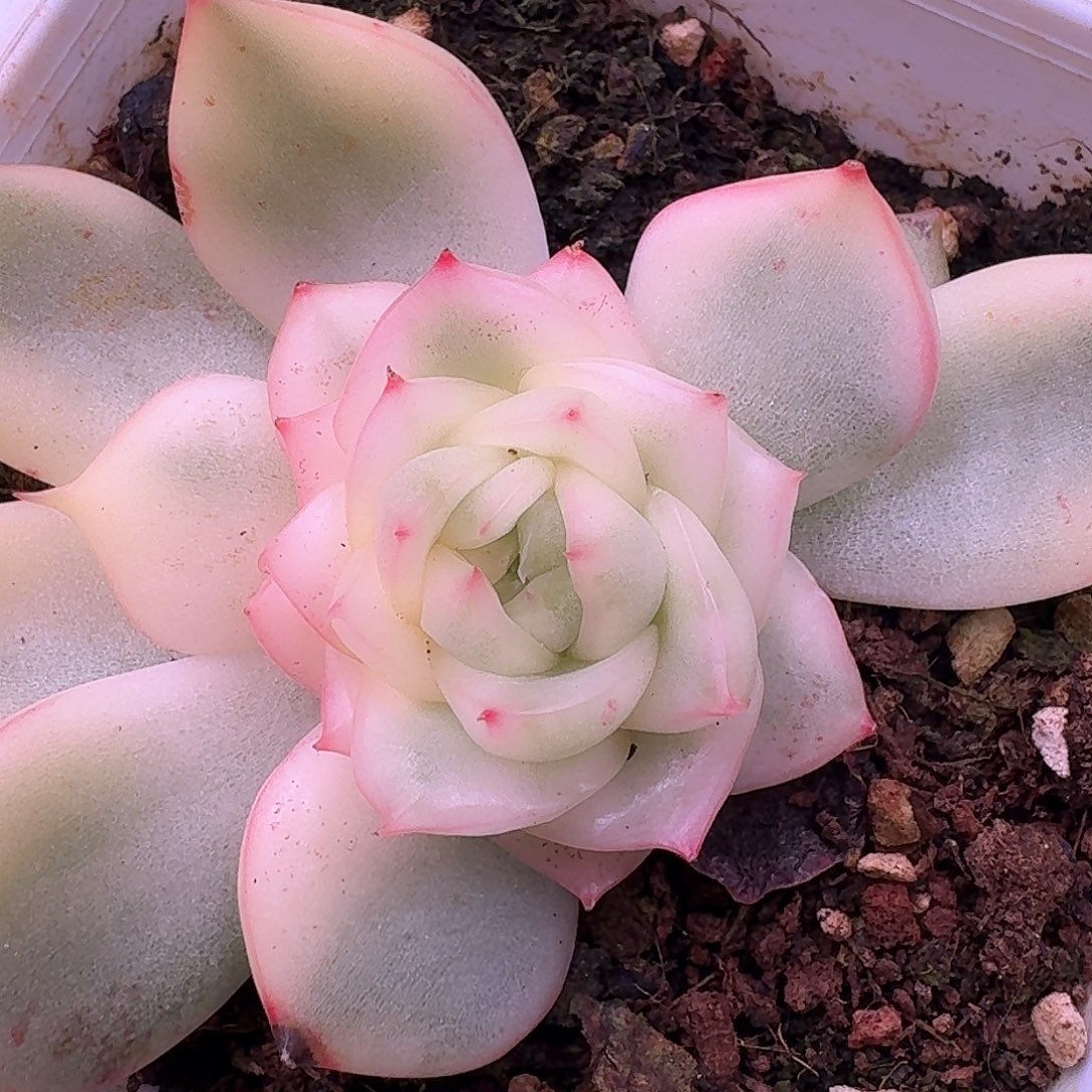 弗罗瑞安娜锦多肉