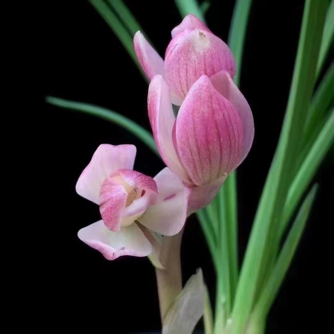 精品国兰一物一拍