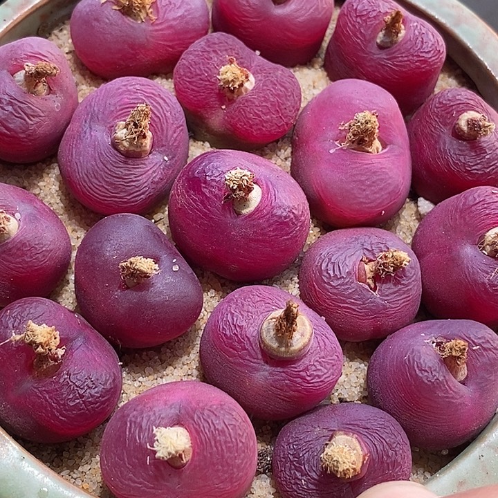 黑超毛母本一颗   2厘米