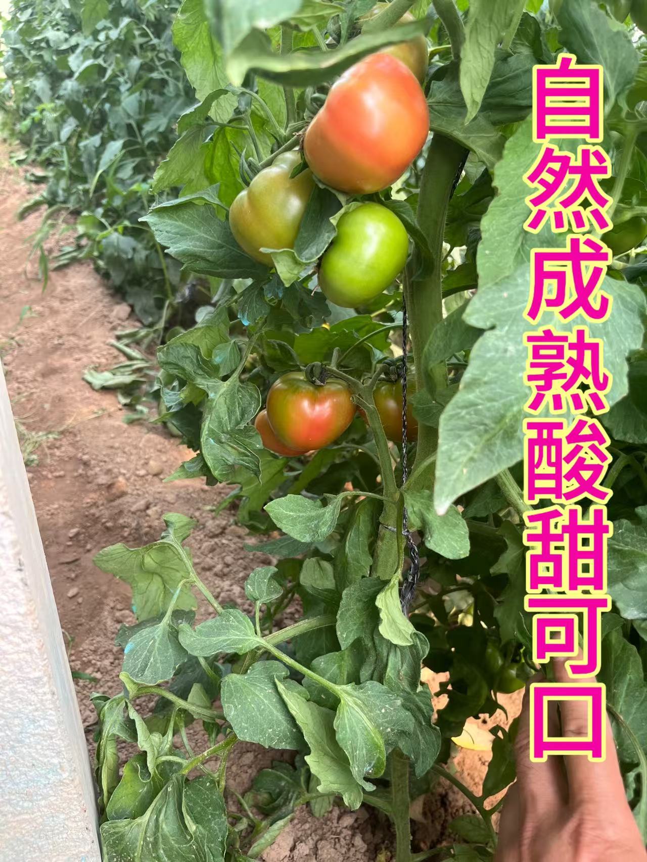 酸酸甜甜铁皮西红柿 产地直发 小时候的味道