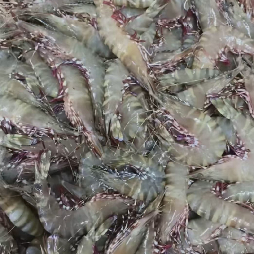 本港墨虾黑虎虾明虾麻虾青筋沙卢虾芦虾母带膏真空鲜冻